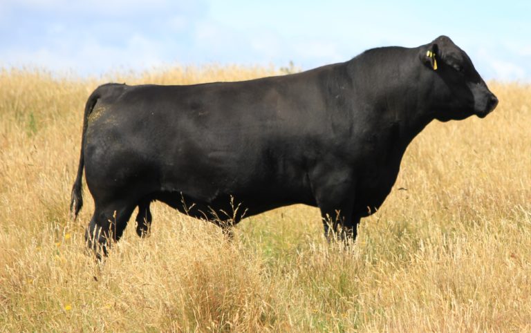 the herd - tussock