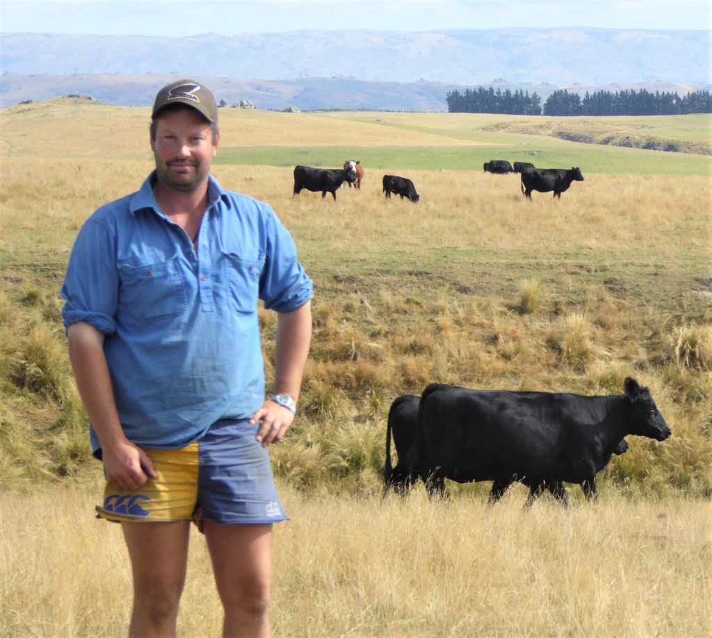 James Lindsay needs a tough yet productive beef herd in this East Otago hill country with progeny that will finish well on their Southland farm
