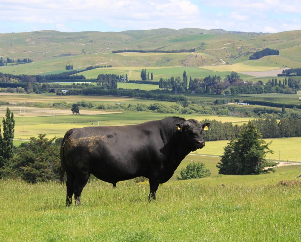 The Pannett family of Hillsprings have an impressive line up of Fossil Creek Angus sires in their bull paddock