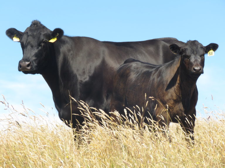 the herd -cow and calve