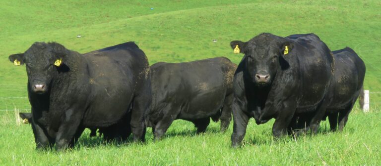 yearling bull pic