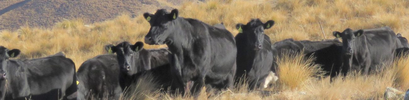 Cows mustering cropped June