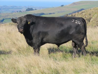 Storth Oaks Everest J 20 Fossil Creek Herdsire