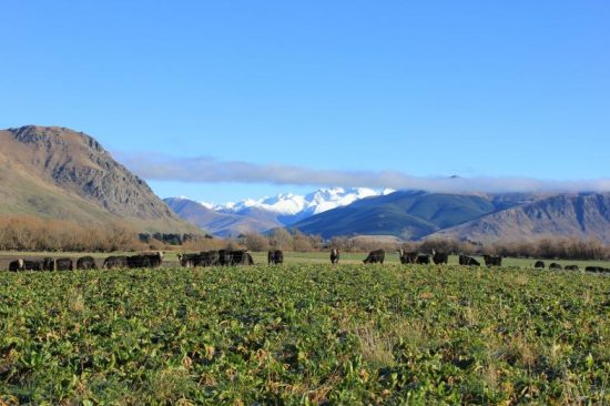 Mt Earnslaw Station visit