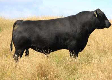 the herd - tussock